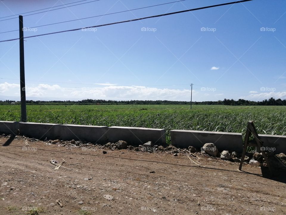 The sugar cane farm located at bais negros oriental.