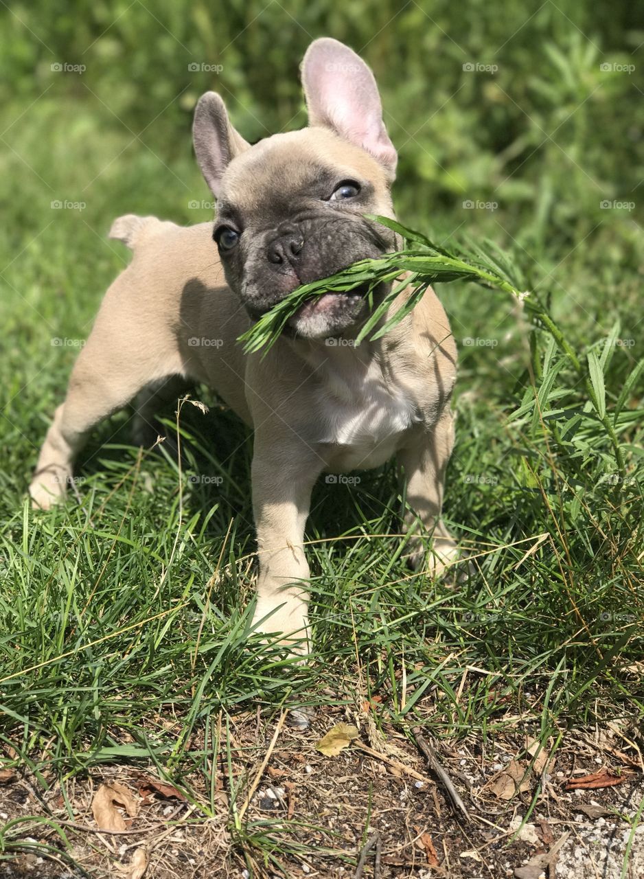 Puppy Summer Fun 