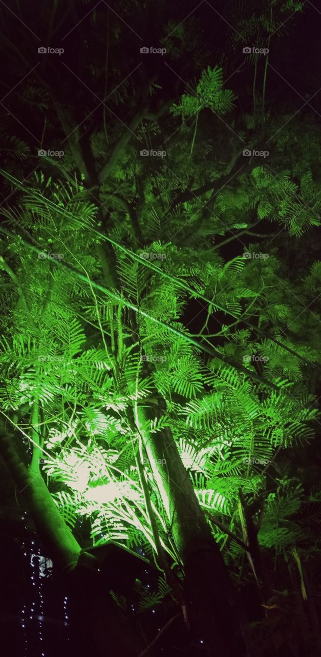 Tree merge up with light