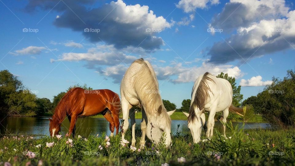 3 Horses Grazing in a Countryside Field of wildflowers by a Pond under a cloud filled blue sky