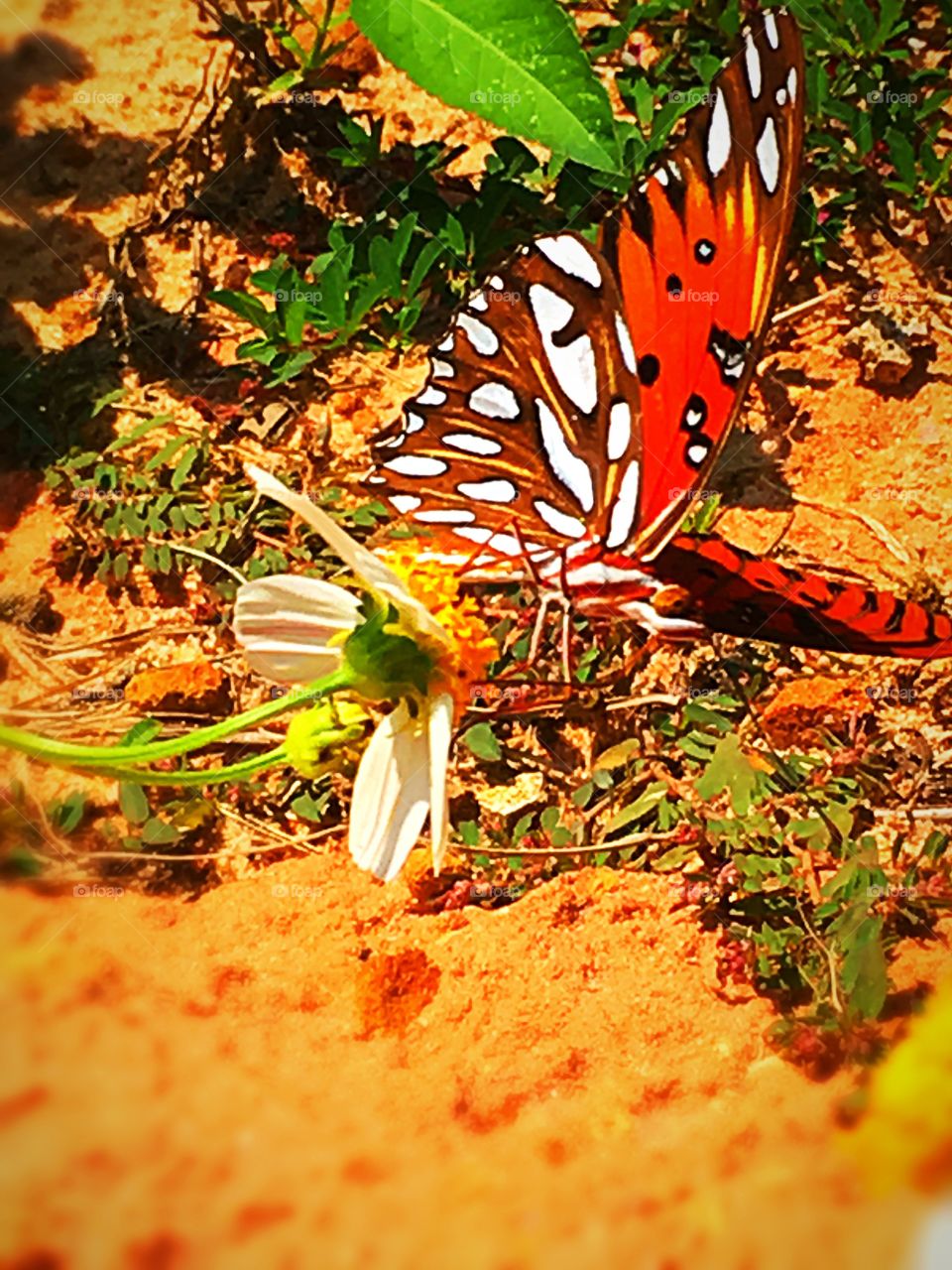 Beautiful butterfly 