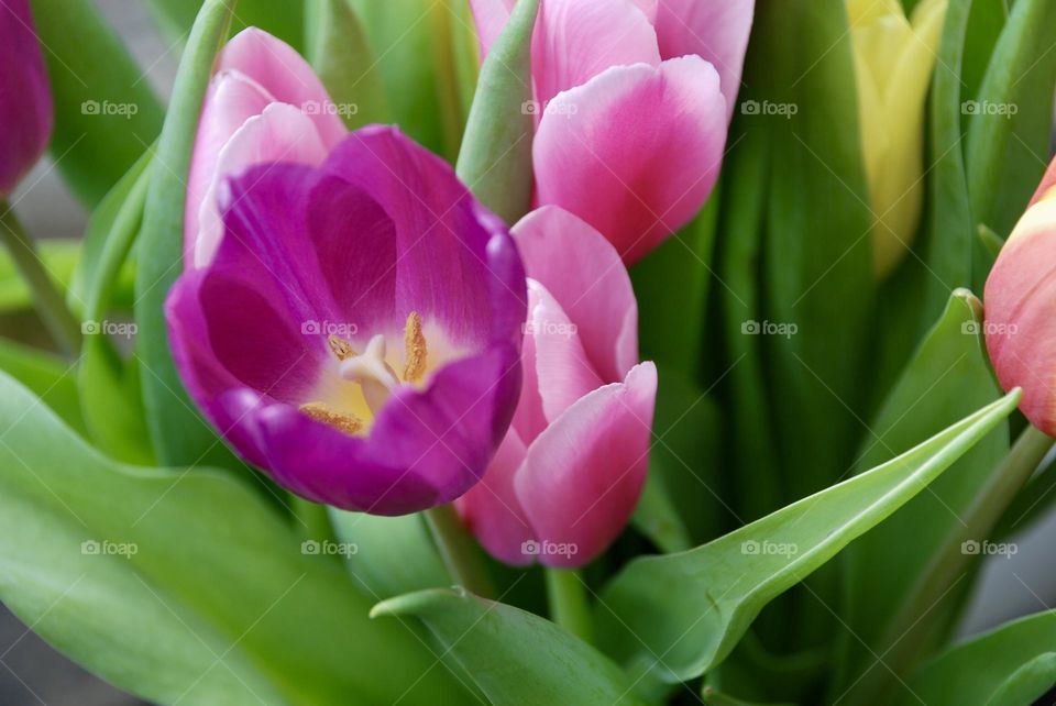 Close up of pink tulips with stamen and pollen visible