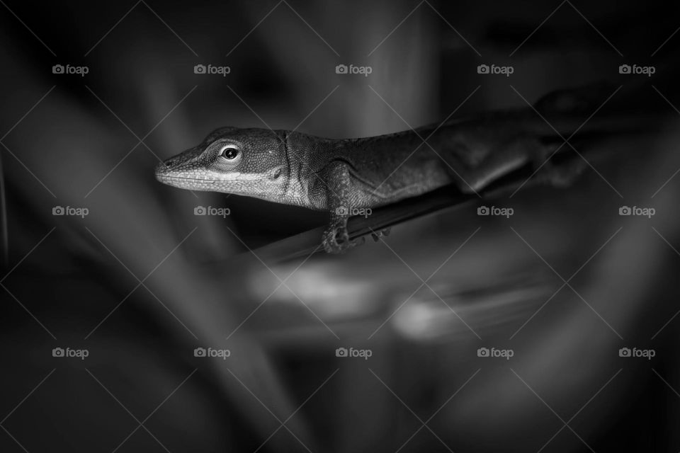 A Carolina Anole emerges from the shadows into the soft light. 
