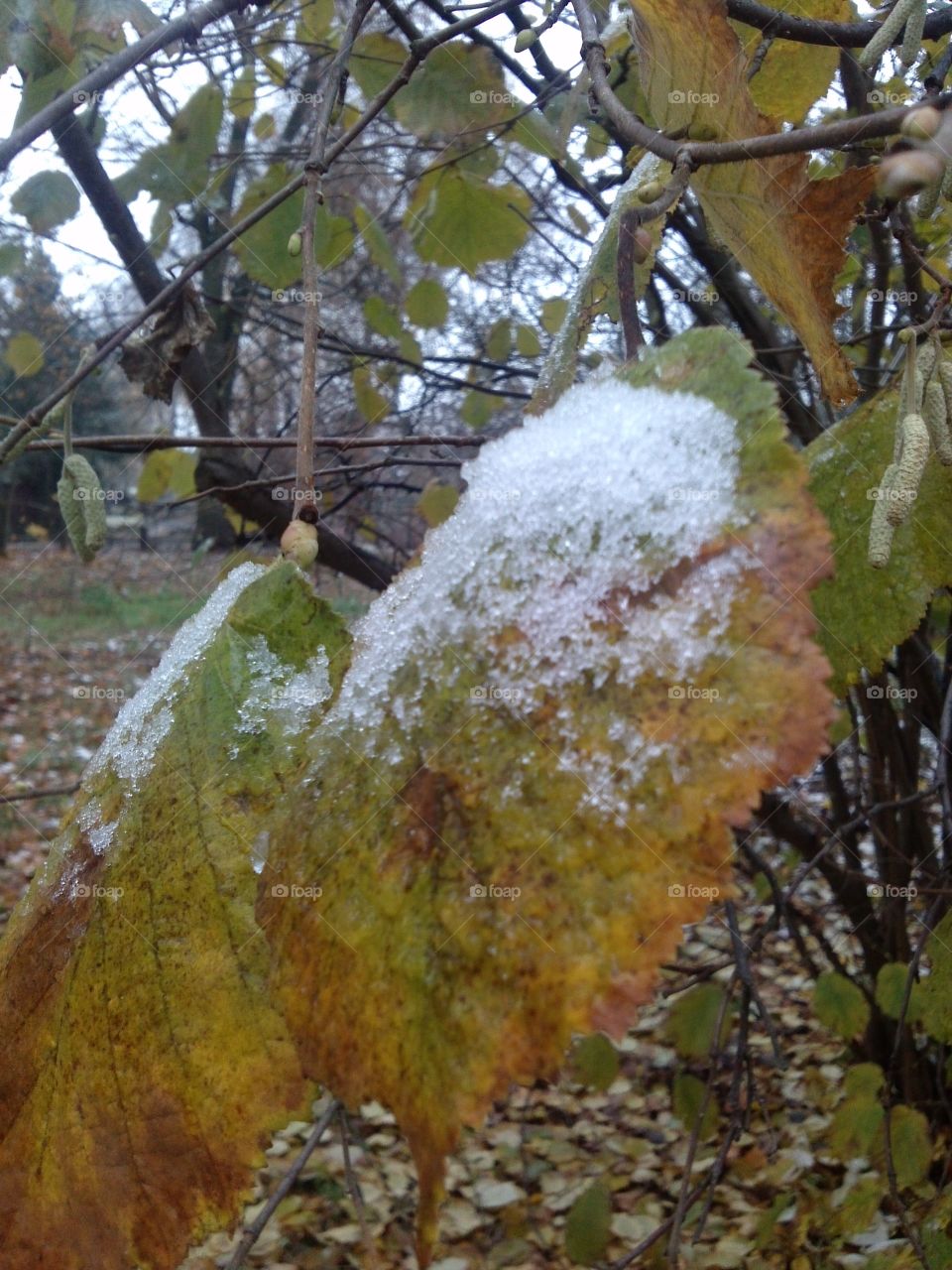 first snow