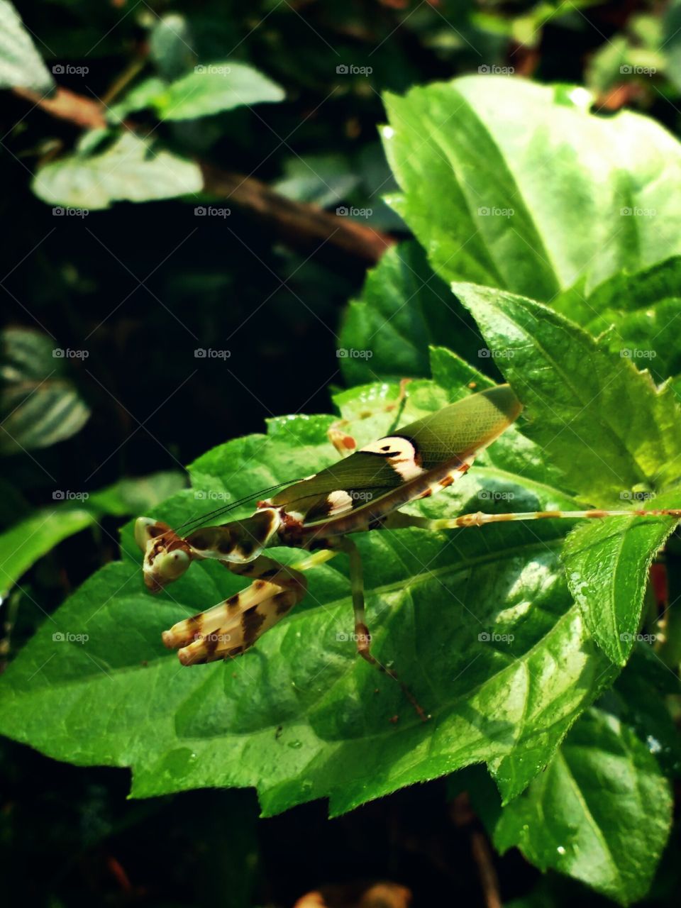 leaf insect
