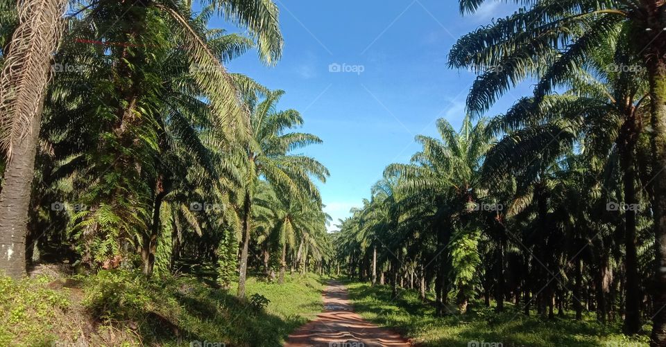 A road through palm trees