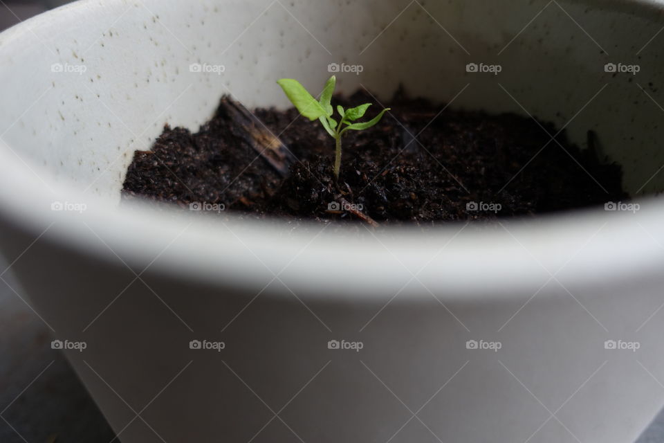 Side view of tomato sprout in a container.