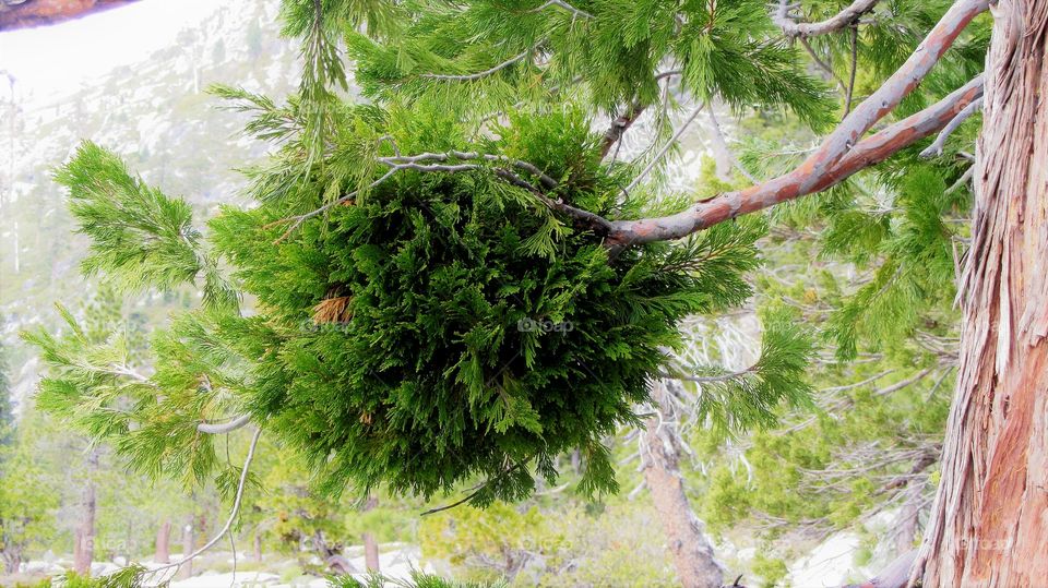 Green nest