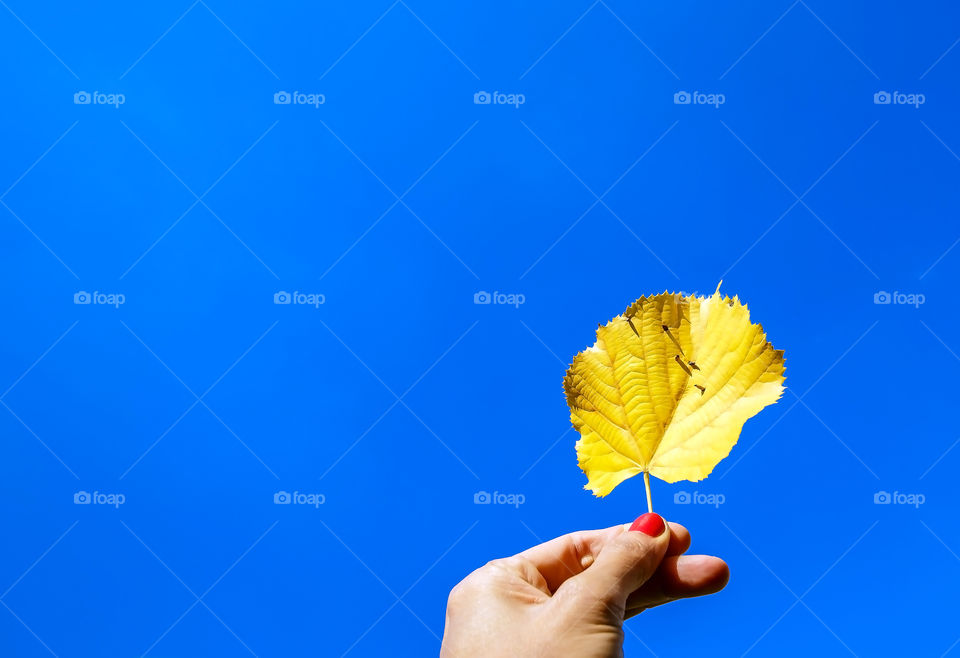 Fall yellow leaf on blue sky background 