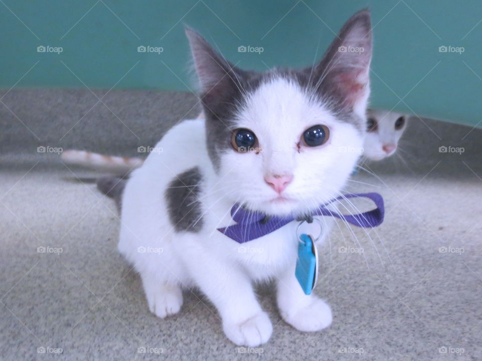 Gray and white kitten 