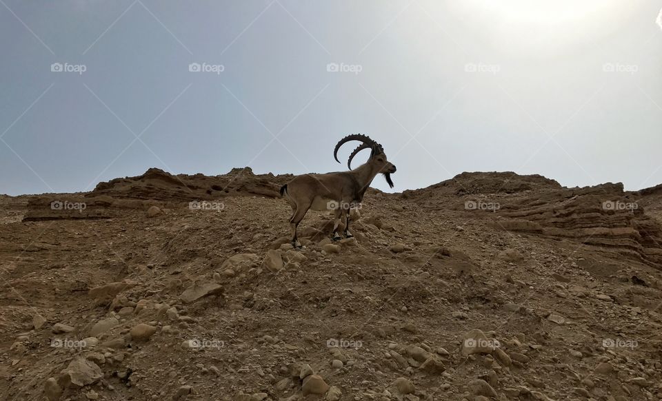 Majestic Nubian Ibex