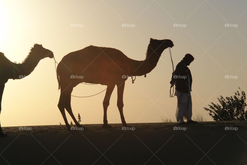 Thinking man . Leading camels through Thar Desert, India 