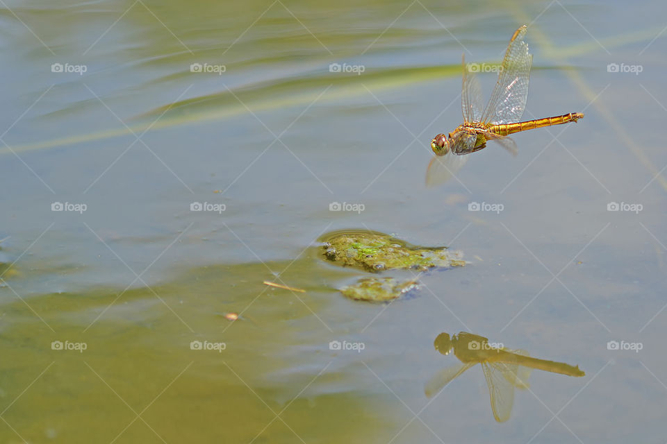 flying dragonfly.