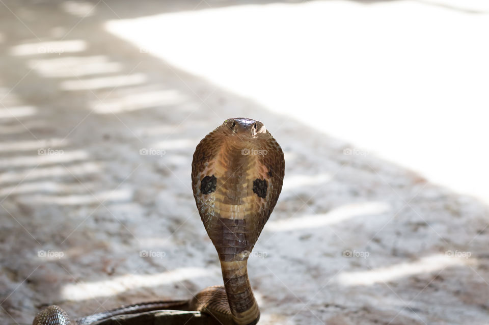 Cobra waiting for prey.