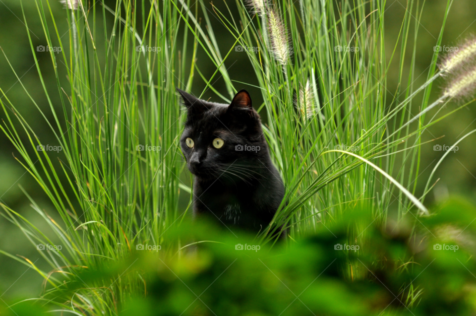 green grass summer cat by ibphotography