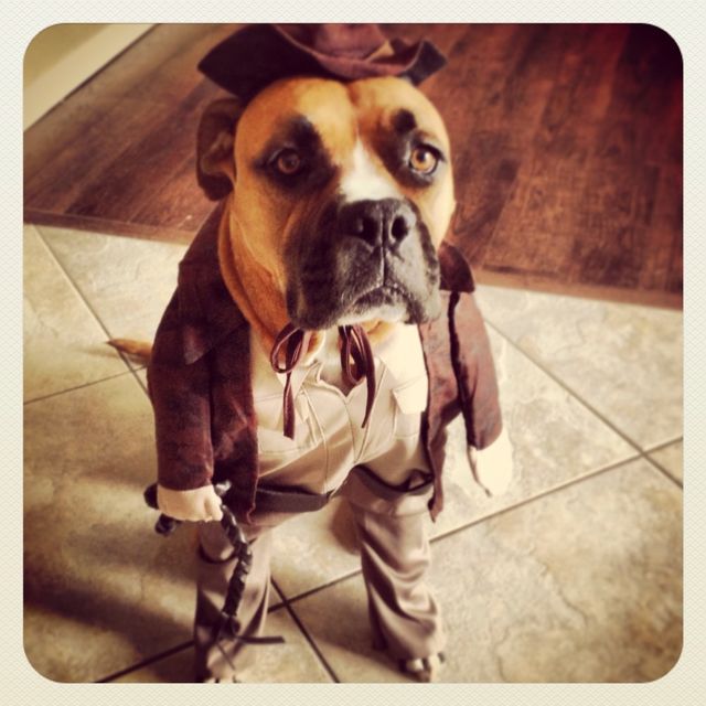 dog