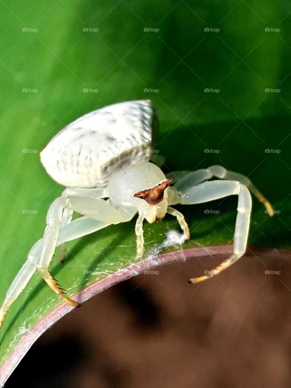 white spider