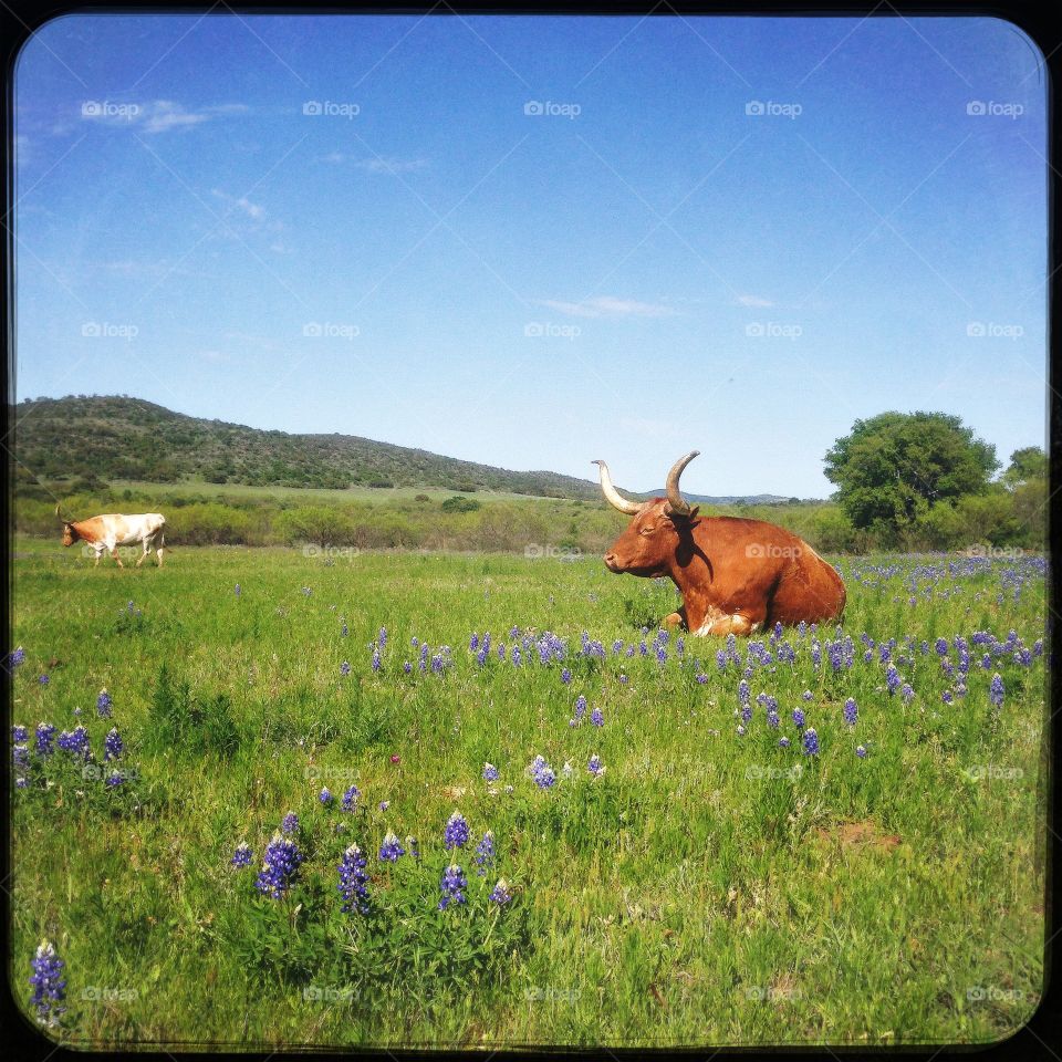 Texas Longhorn in a field of Bluebonnets
