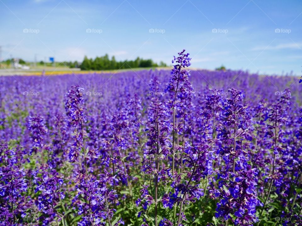 Furano Lavender Field 