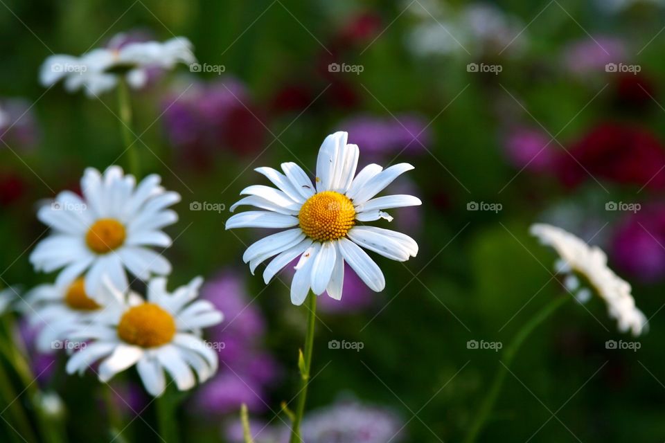 chamomile in garden 