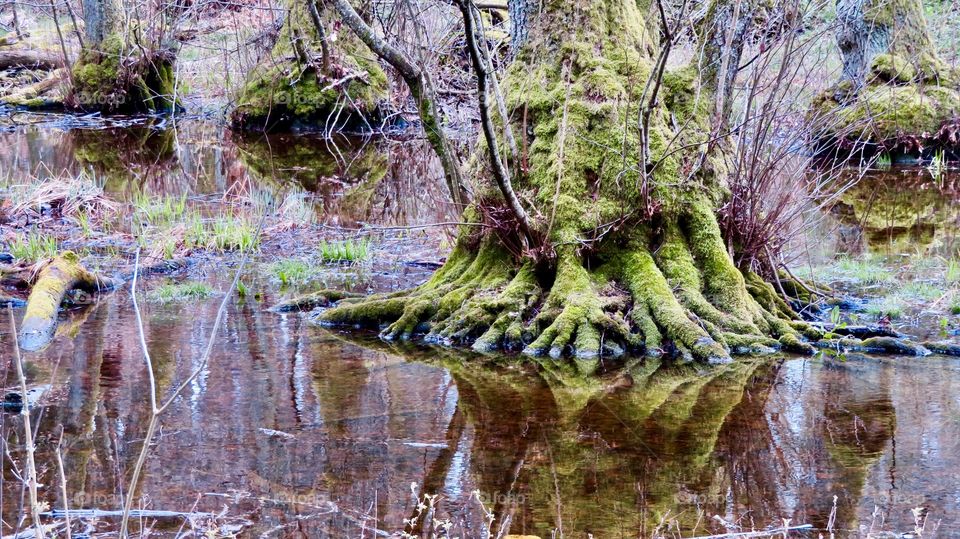 Dägimoos Swiss Forest 