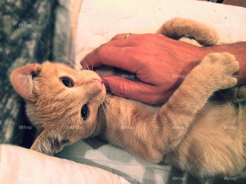 Kitten hugs