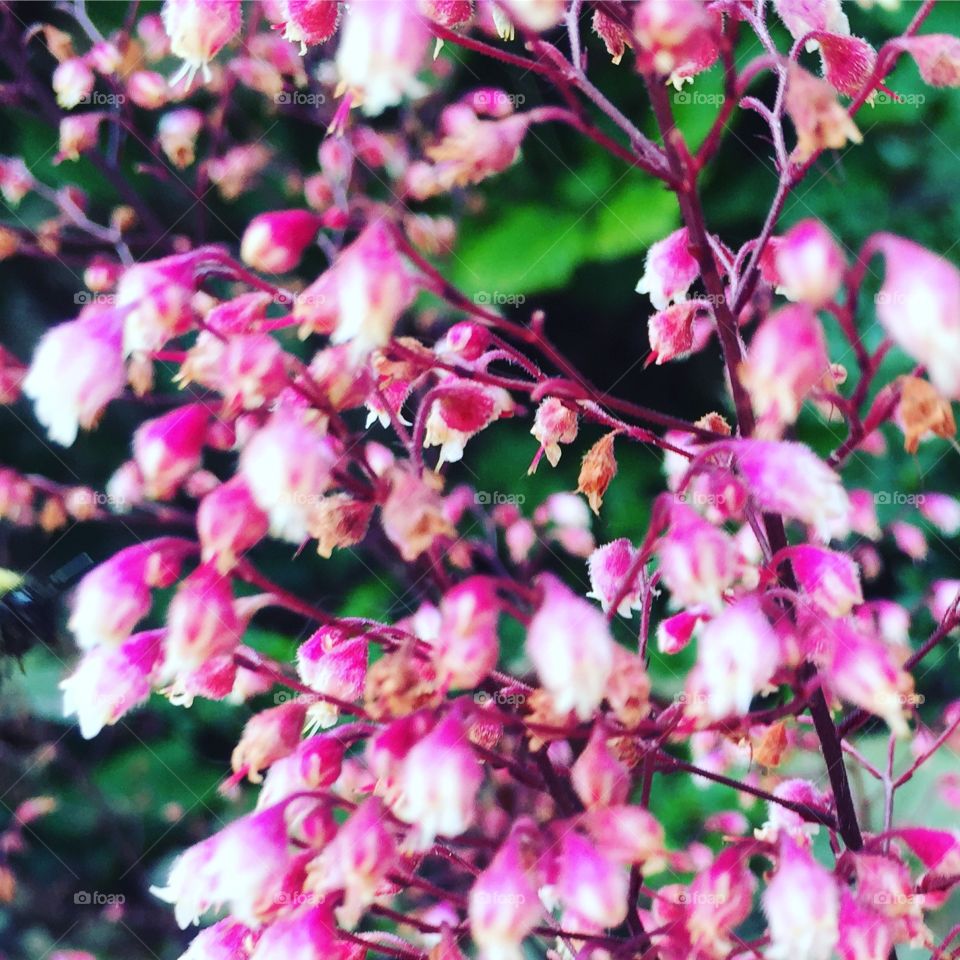 Blurred small purple flower vine 