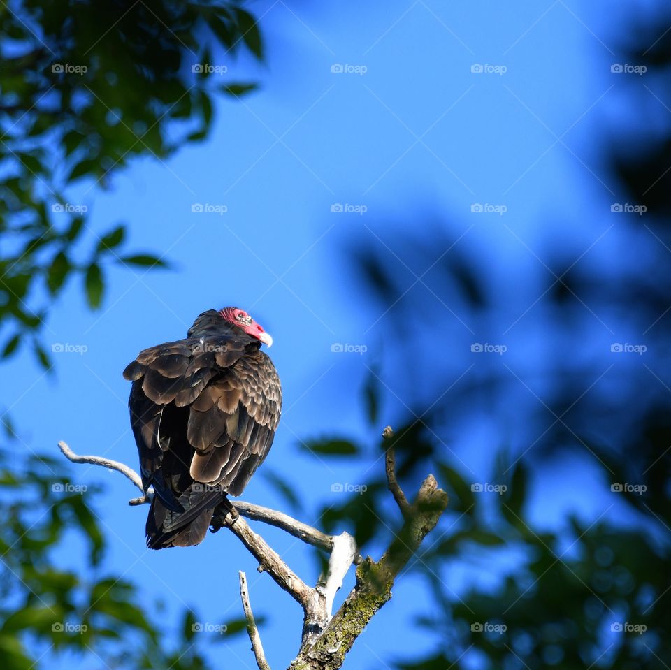 Turkey Vulture 