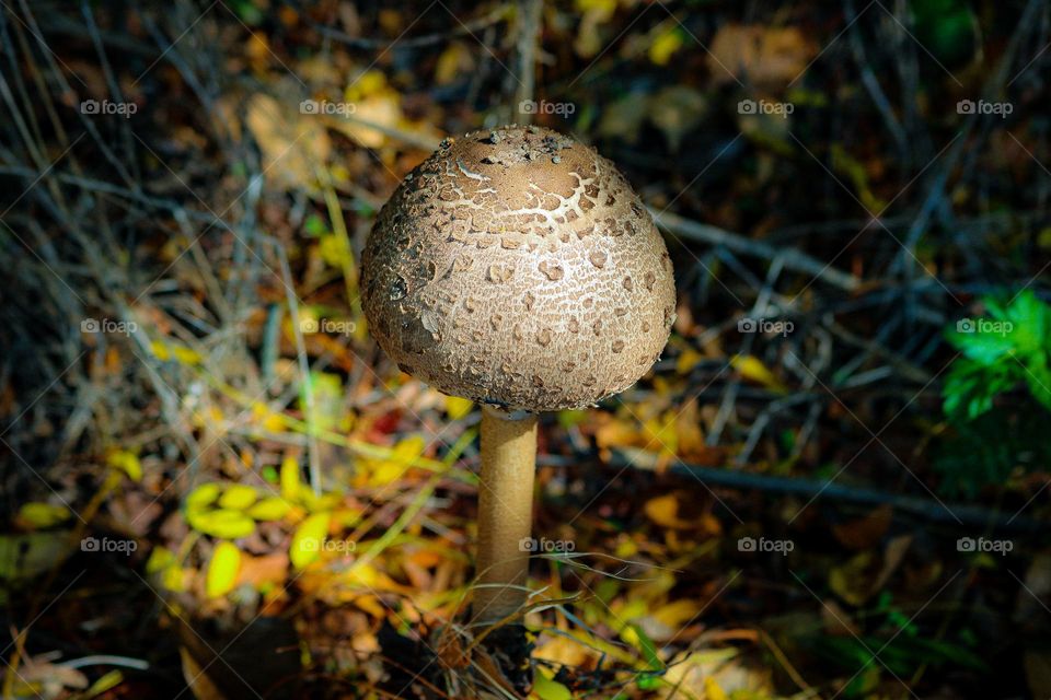 Mushroom