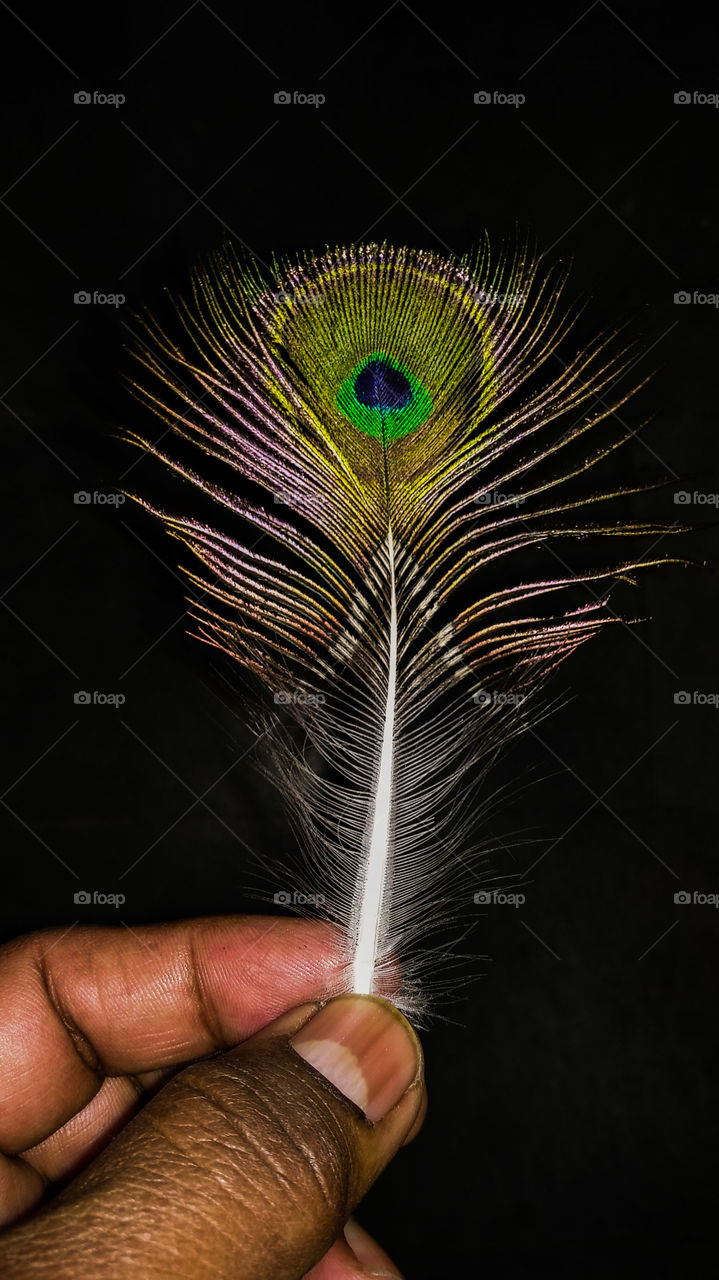 peacock feather