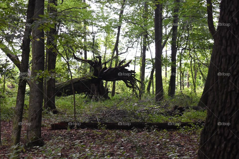 A fallen tree in the woods