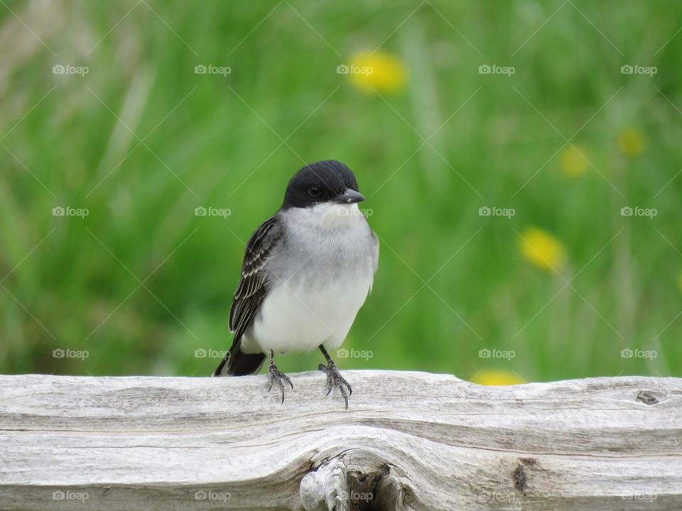 An Eastern Kingbird sits on a wood fence in the spring.