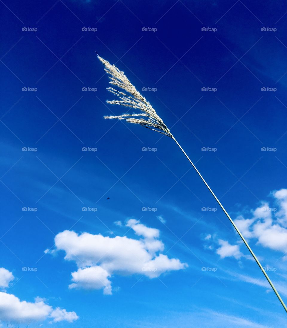 The infinite blue sky gives us inspiration!  A small stick lost on the horizon contrasts with its immensity ... / O infinito azul do céu nos traz inspiração! Um pequeno graveto perdido no horizonte contrasta com sua imensidão...