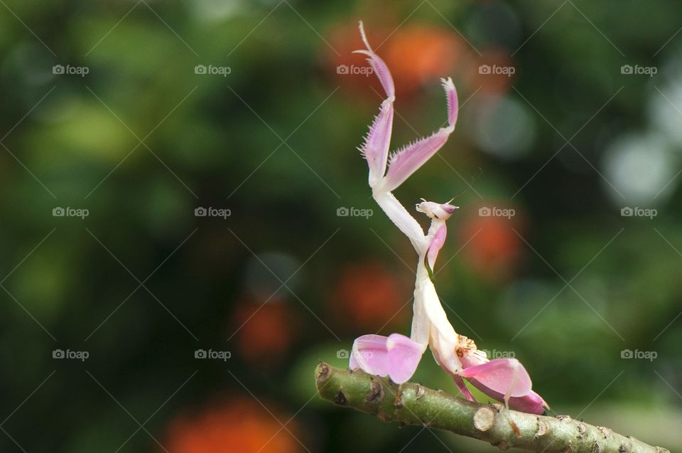 Orchid Mantis