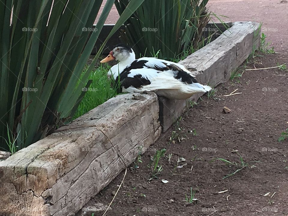 Black and white duck 