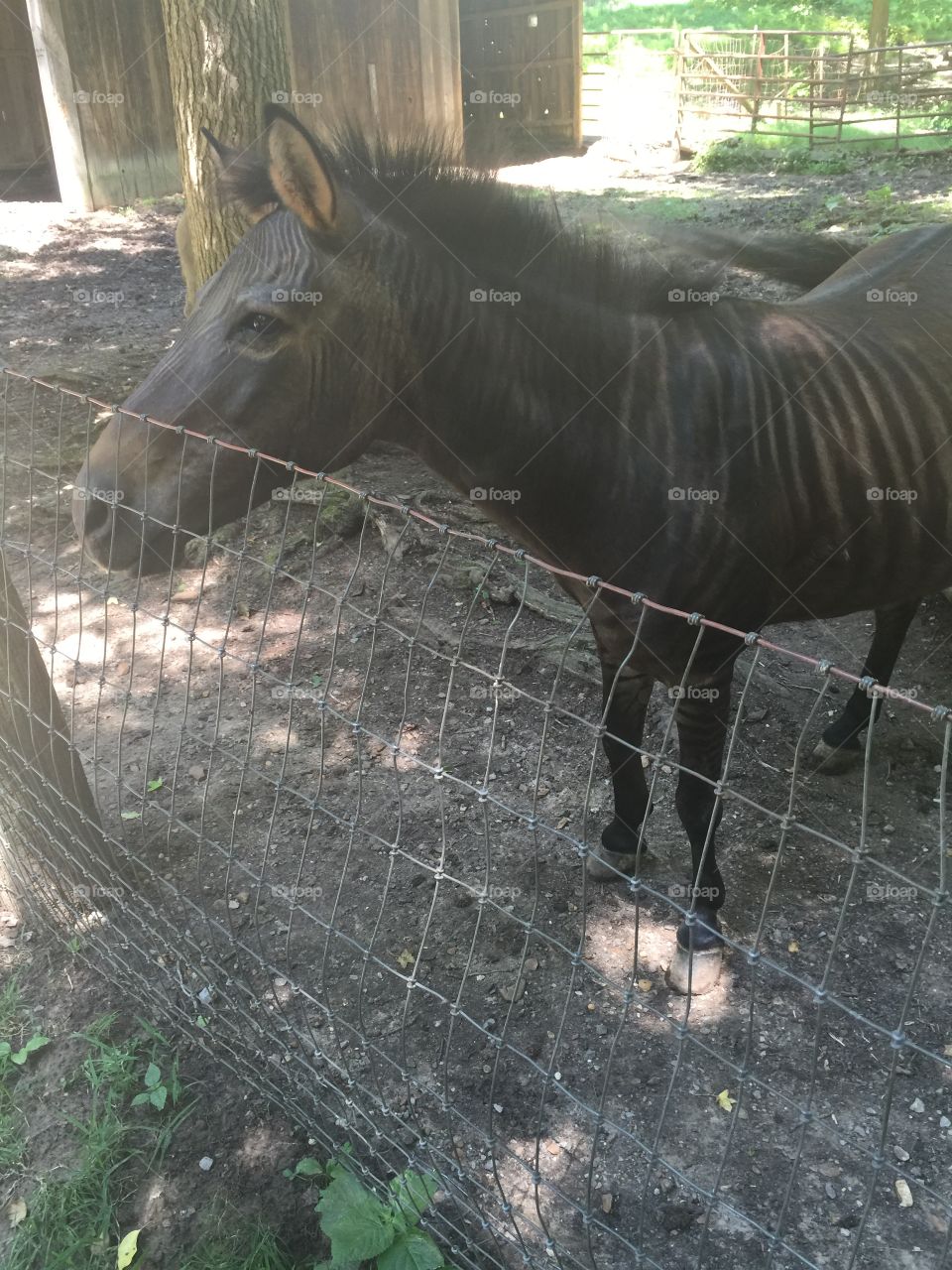 Zebra horse 