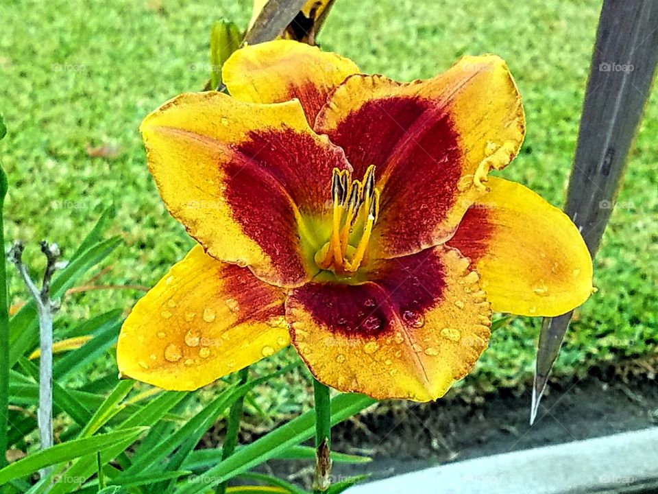 Dew kissed yellow and maroon flower!