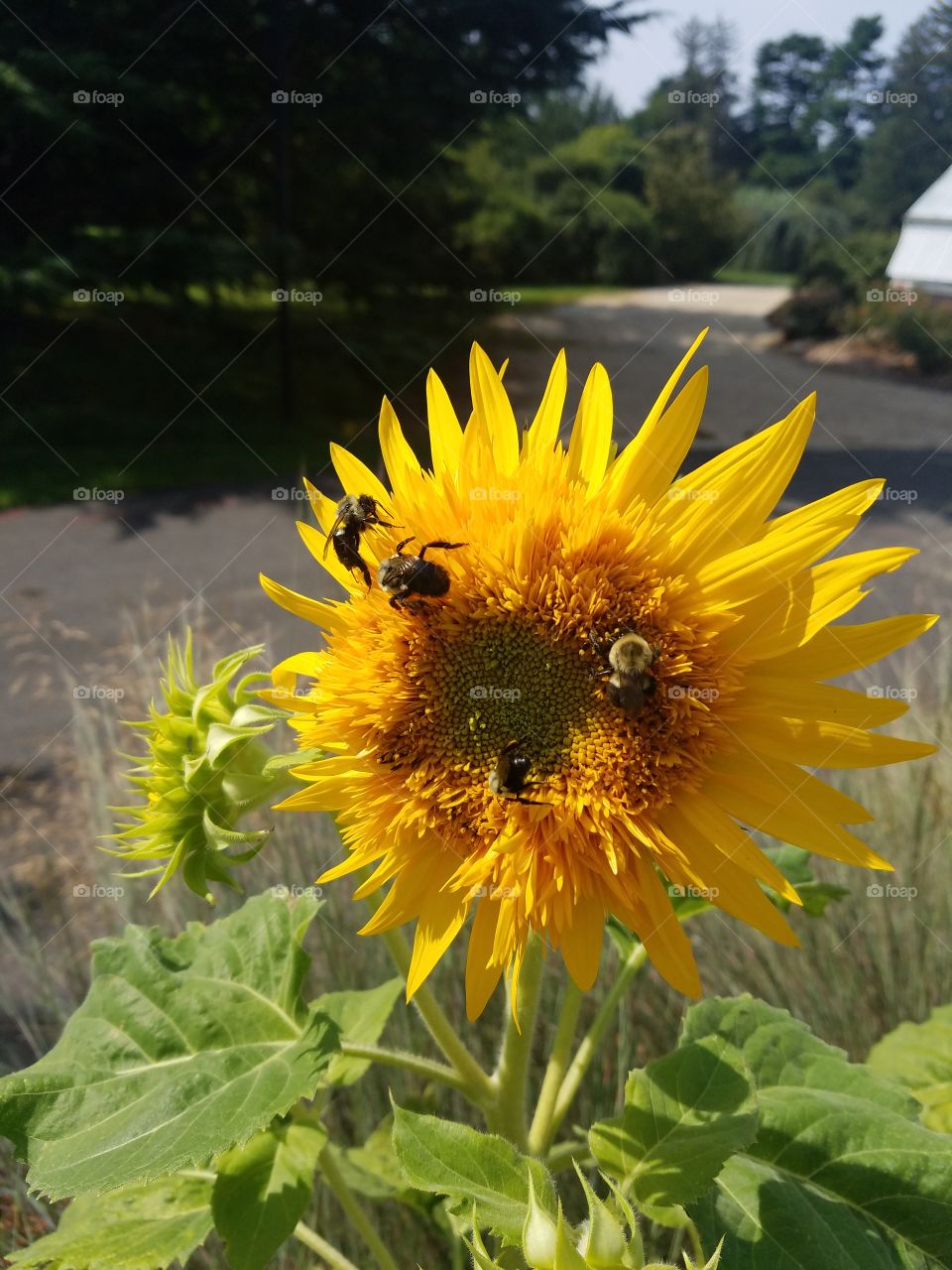 Planting Fields Arboretum State Park, Oyster Bay, NY - August 2017 - Taken on Android Phone - Galaxy S7 - Exploring the Grounds on a Lazy Sunday near the end of Summer