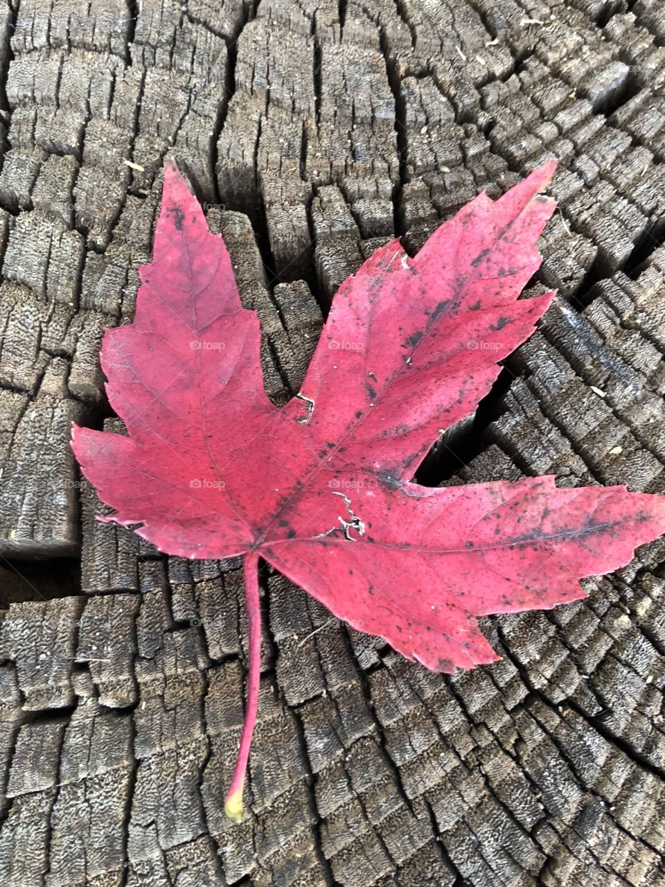 Fall leaf on old tree stump