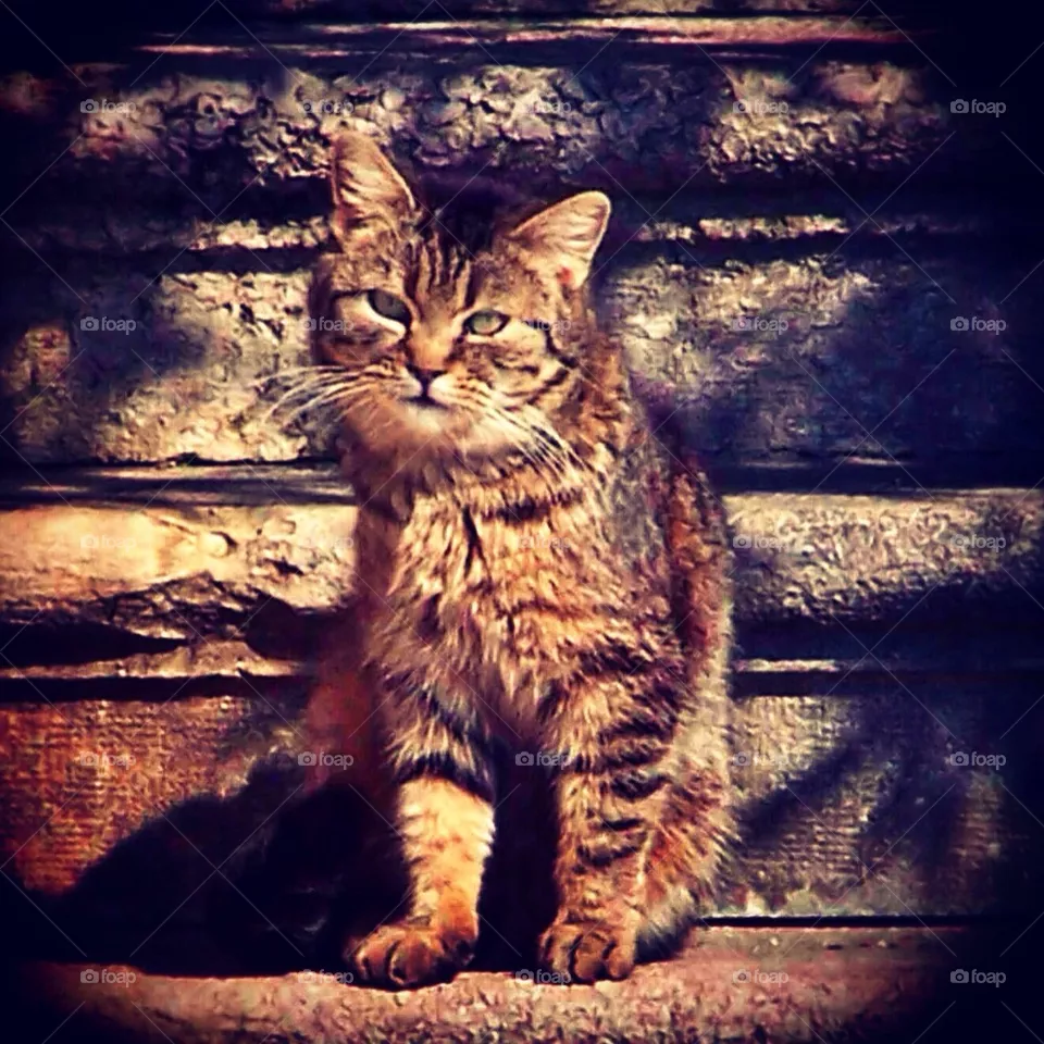 cat