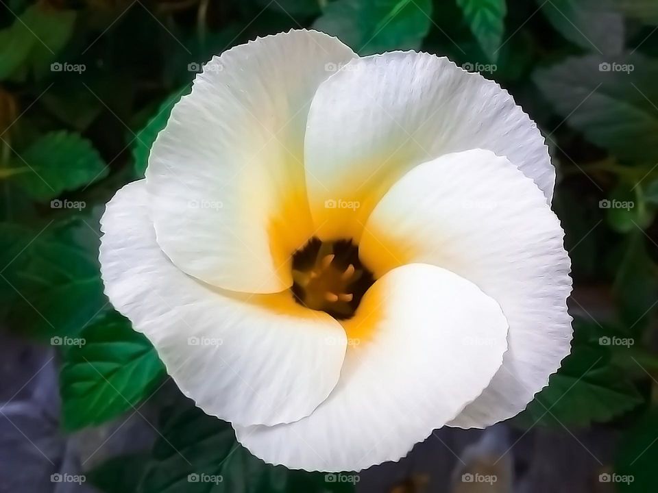 Beautiful flower