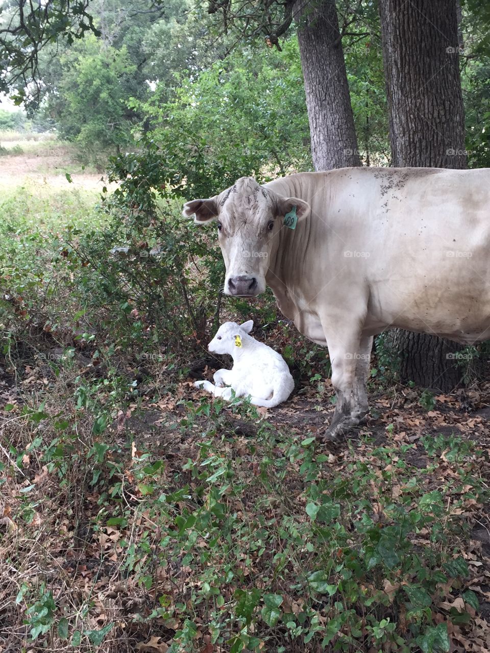 Dusty & her new baby