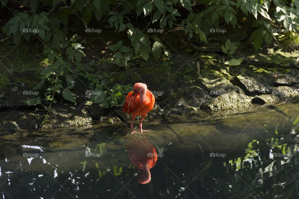 Scarlet ibis in the river