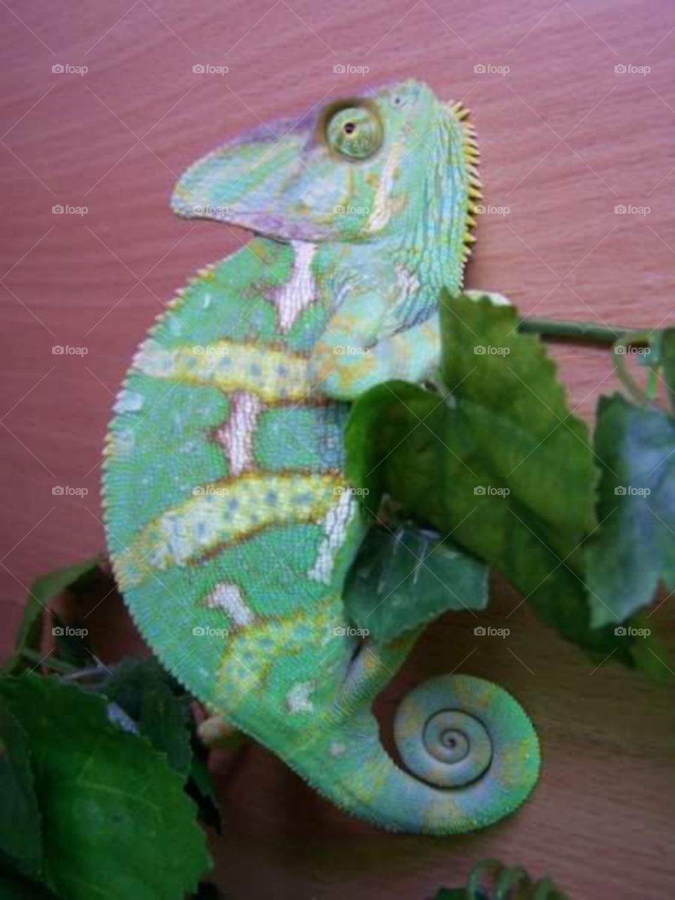 The veiled chameleon (Chamaeleo calyptratus) is a species of chameleon native to the Arabian Peninsula in Yemen and Saudi Arabia. Other common names include cone-head chameleon and Yemen chameleon.
The veiled chameleon is the logo of the SUSE Linux operating system.