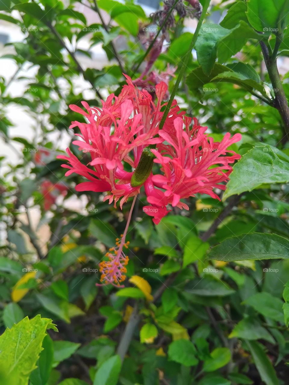 fantastic flower