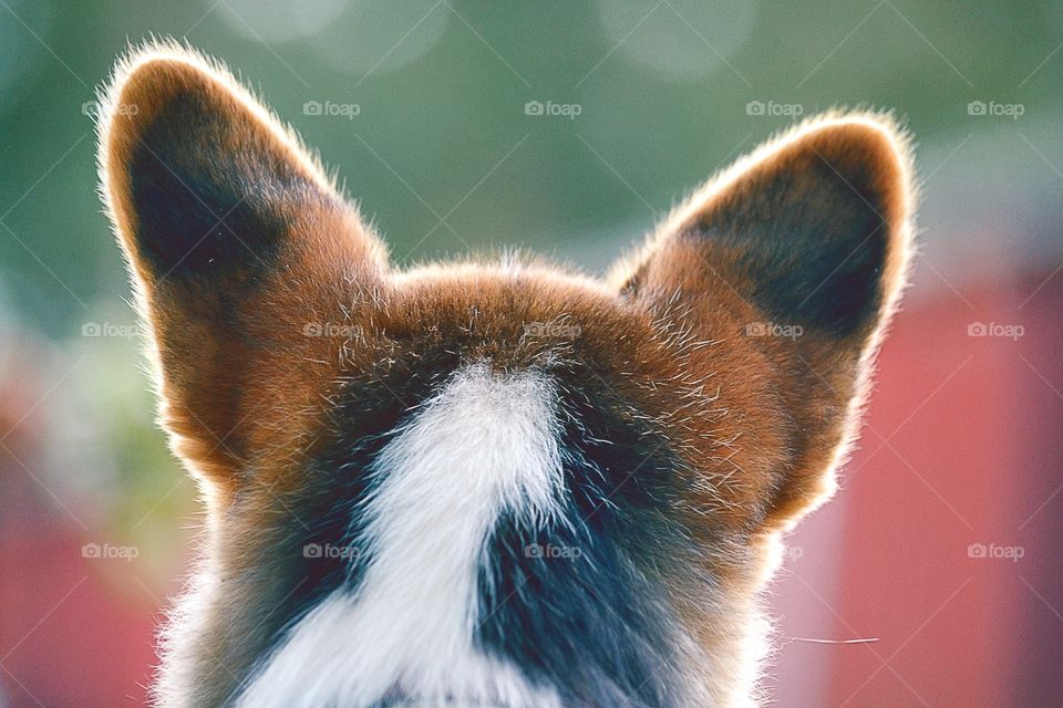 Rear view of a alert dog head