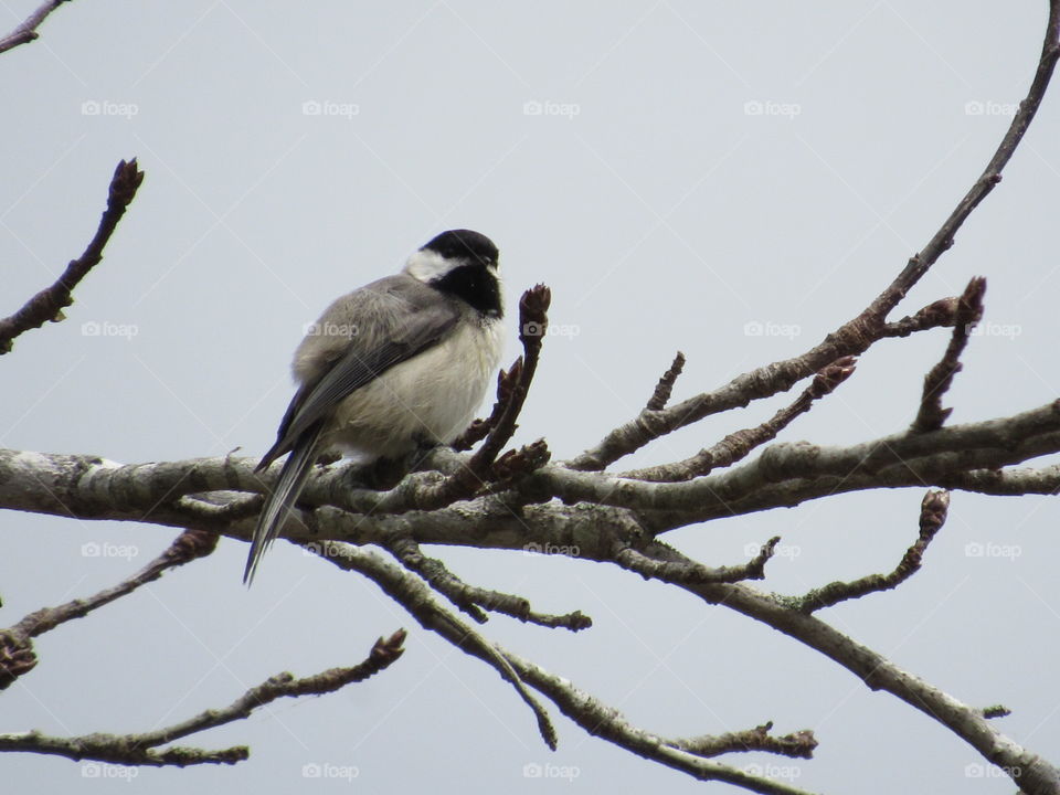 Bird, Wildlife, No Person, Nature, Tree
