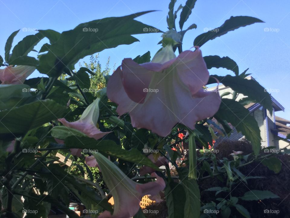 Trumpeter flowers in a garden 