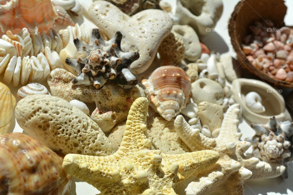 Seashell, Shell, Marine, Sea, Shellfish