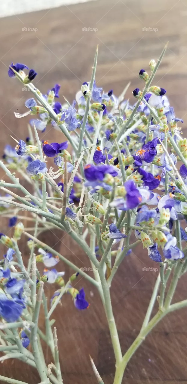smoke tree